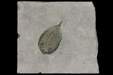 Dalmanites Trilobite Fossil - New York #163585-1